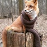 Moonshine Fox