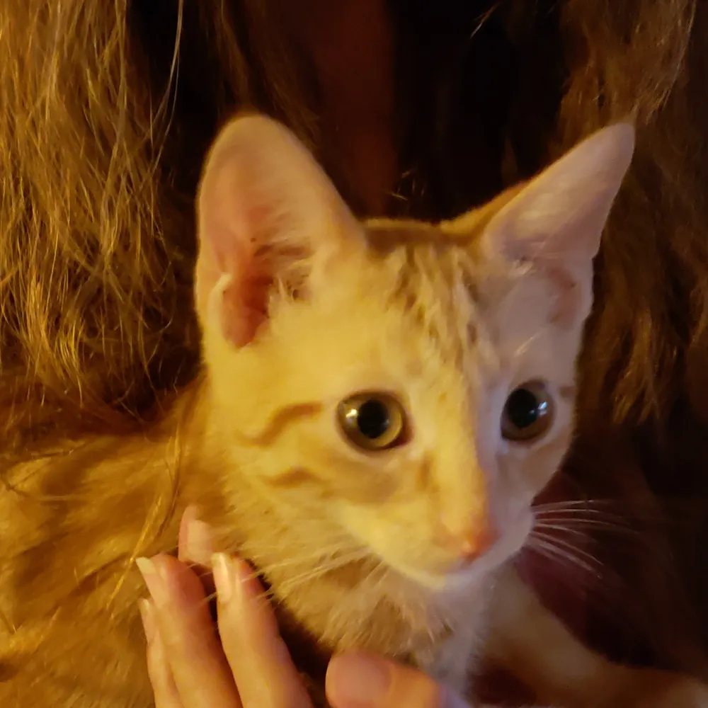 Lu