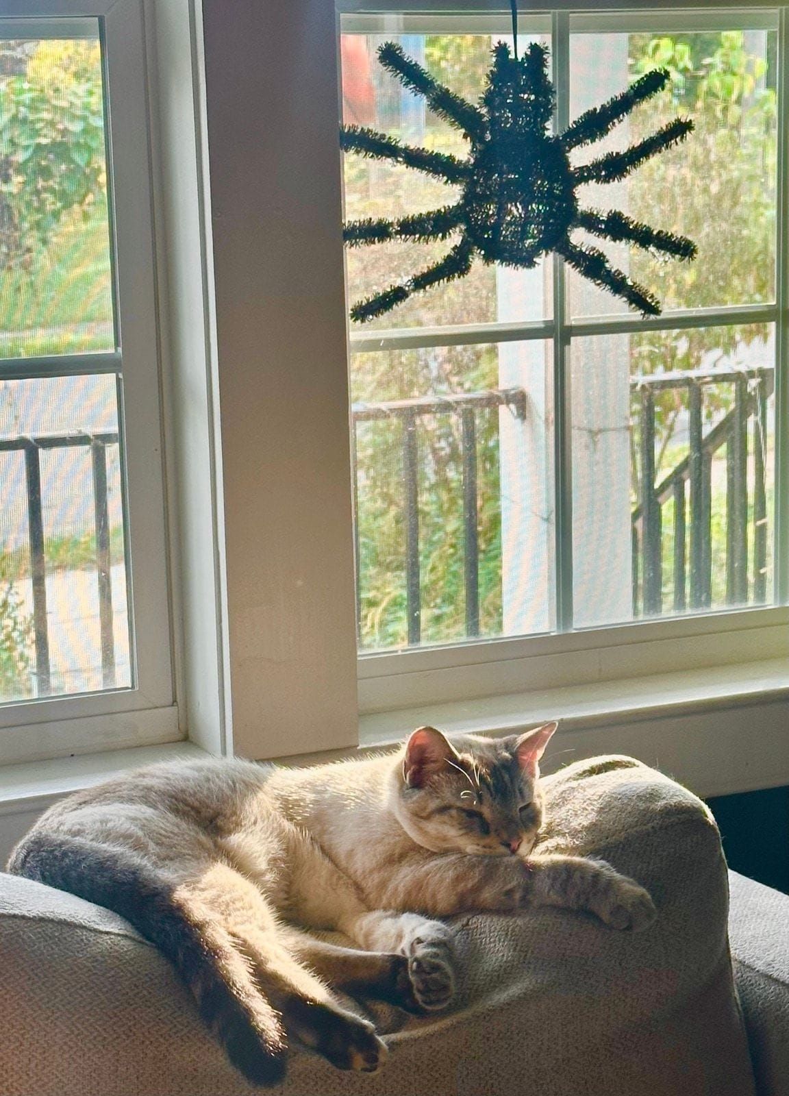 A tabby cat relaxes on a cushioned window seat in bright sunlight, gazing upward at a black pipe-cleaner spider decoration attached to the window glass behind it.