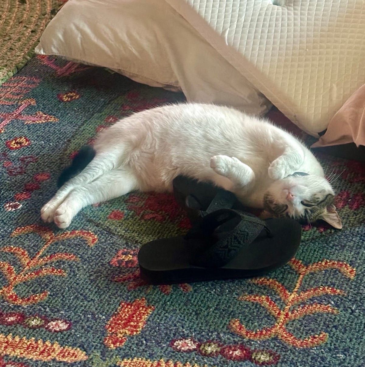 A white cat lies stretched out on a patterned carpet next to a person's black shoe, appearing relaxed and comfortable on the floor near a couch.