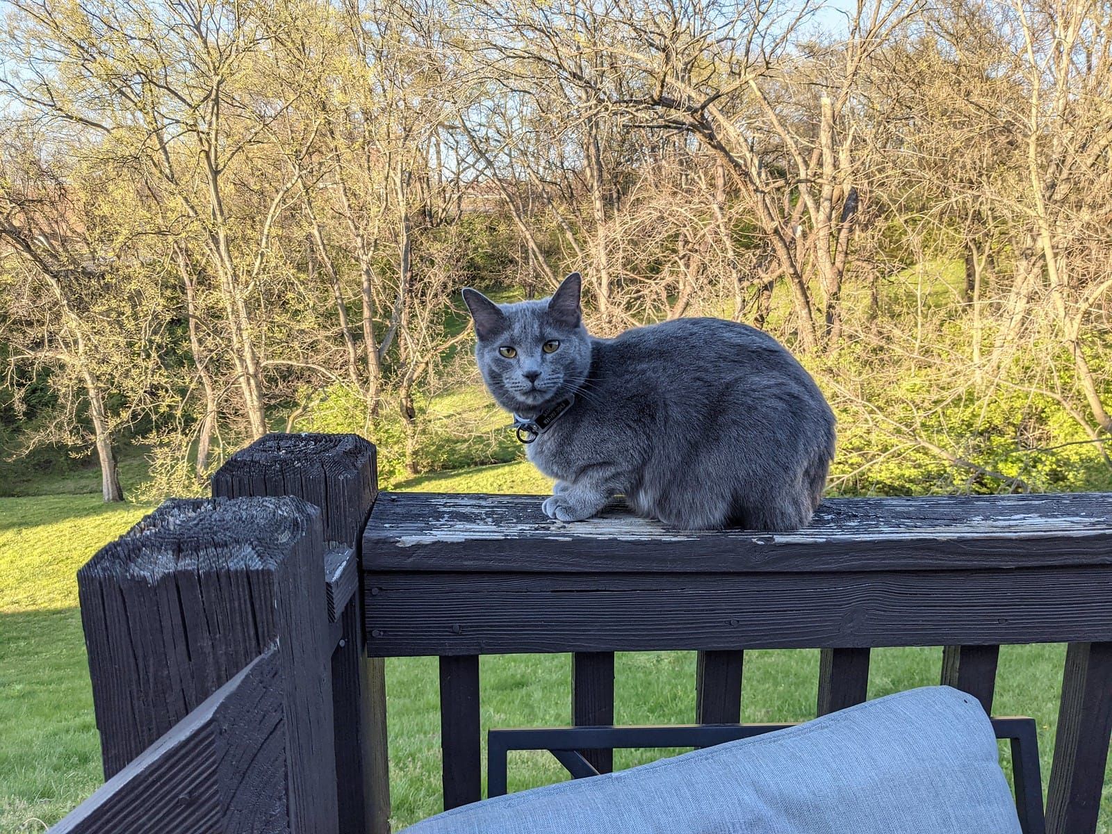 Sammie the gray kitty on the porch rail.