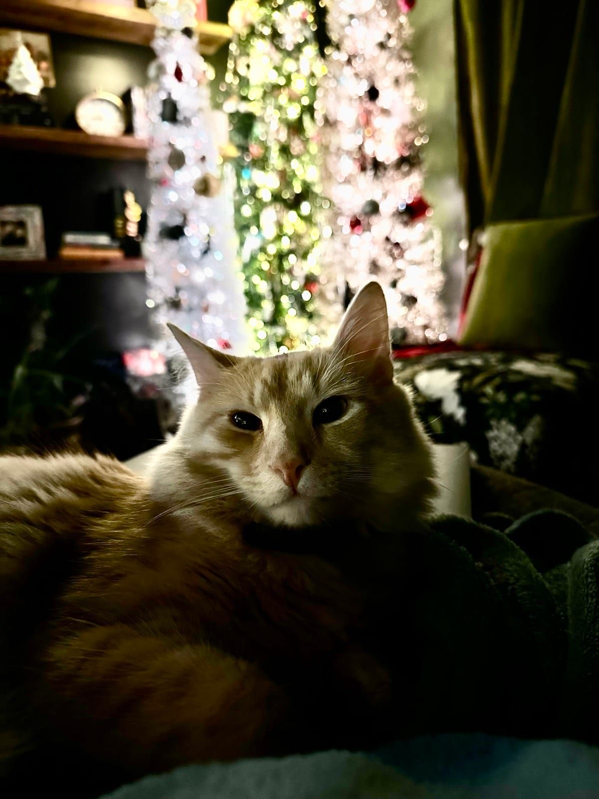Mac lounging on the couch with Christmas trees glowing in the background