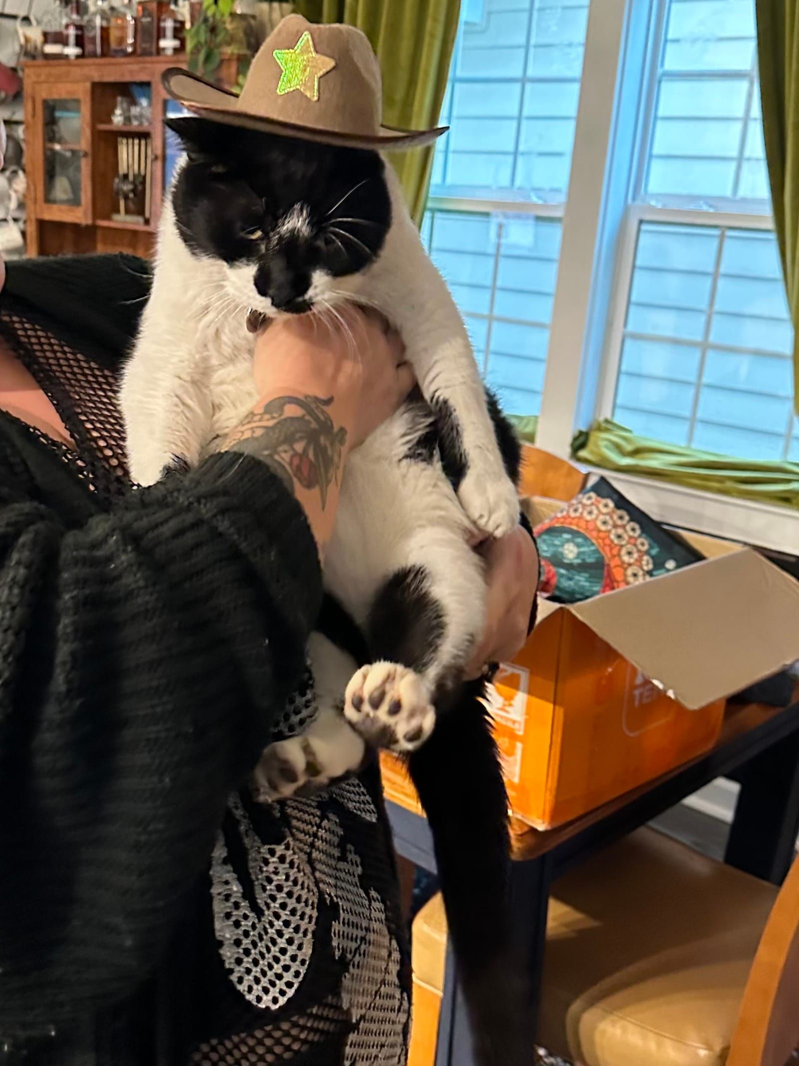 Oliver the tuxedo cat.