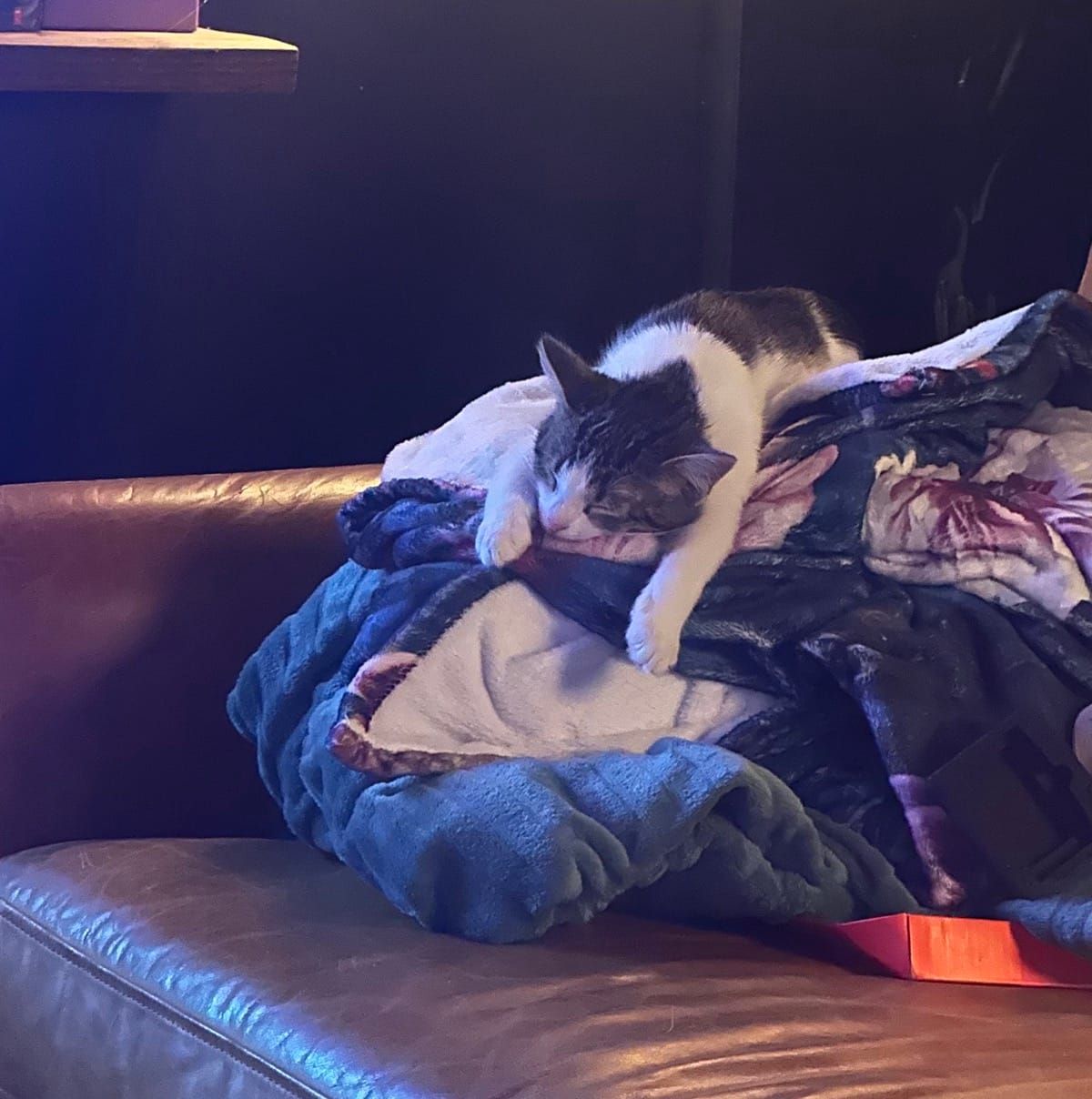 A black and white cat stands on a person's lap while the person sits on a brown leather couch. The cat appears to be playfully interacting with or kneading a blue blanket draped across the person's legs.