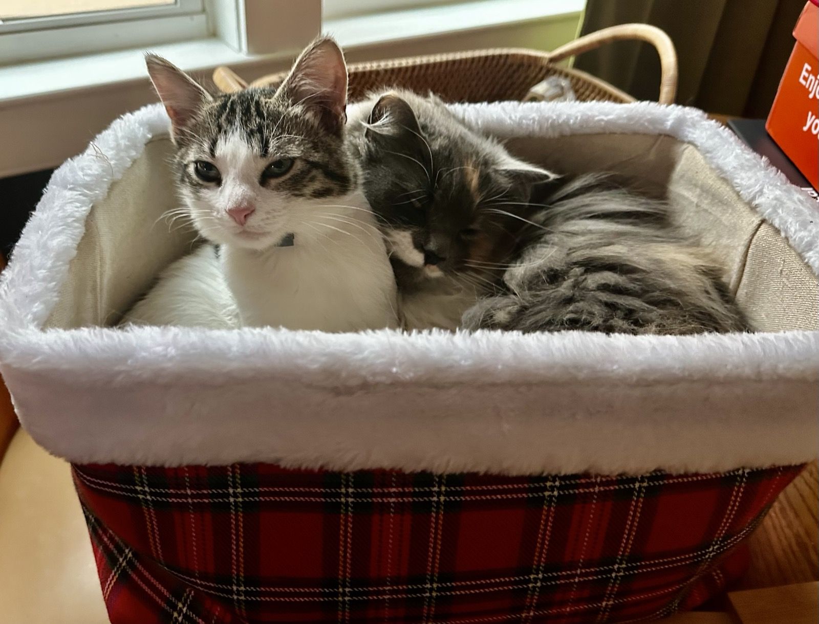 Kittens Mac and Polly snuggled together in a plaid holiday basket