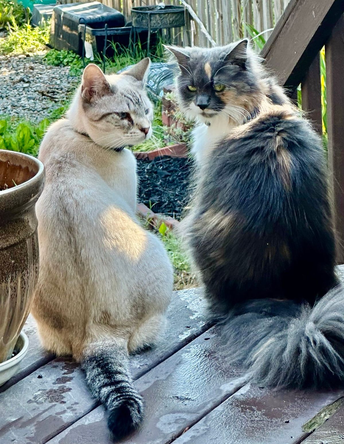 Two cats sitting on a wooden deck in a backyard. On the left is a light gray tabby cat, and on the right is a long-haired black and white cat, both appearing to face each other in the outdoor setting.