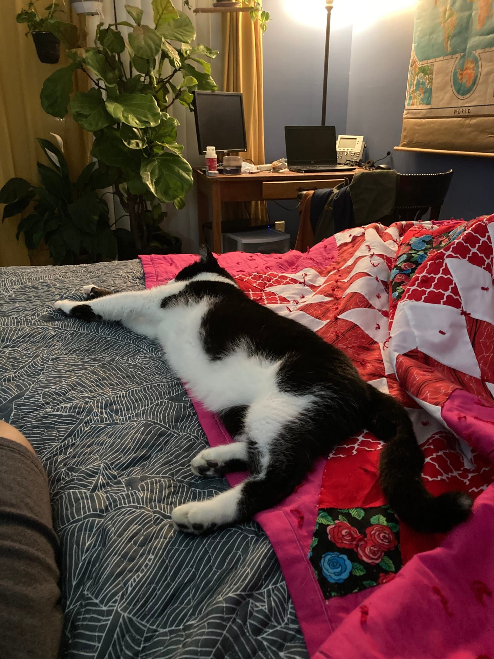 Oliver the tuxedo cat.