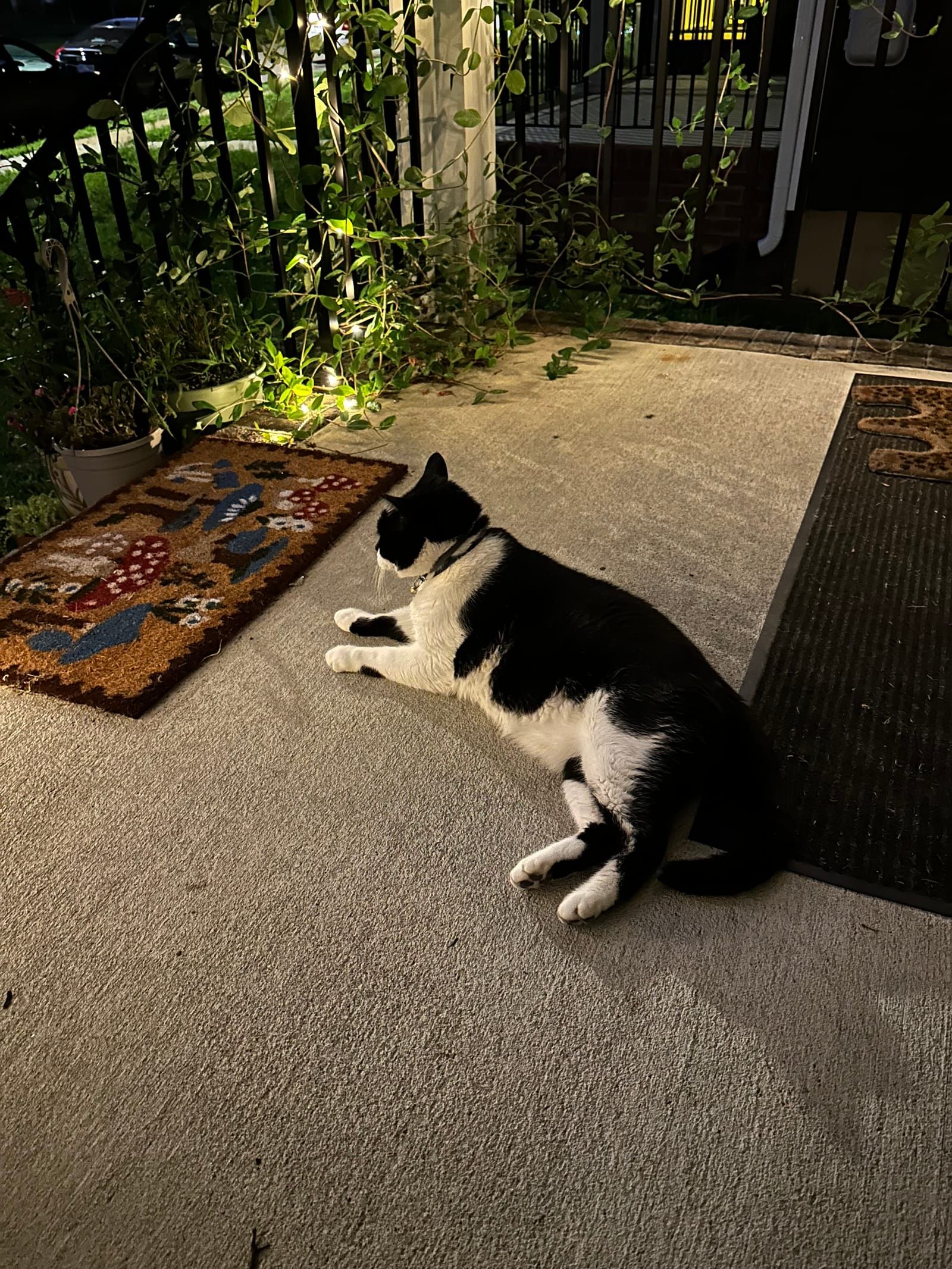 Oliver the tuxedo cat.
