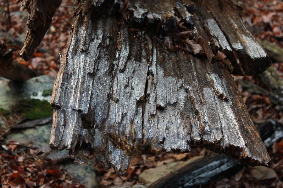 Hiking Laurel-Snow