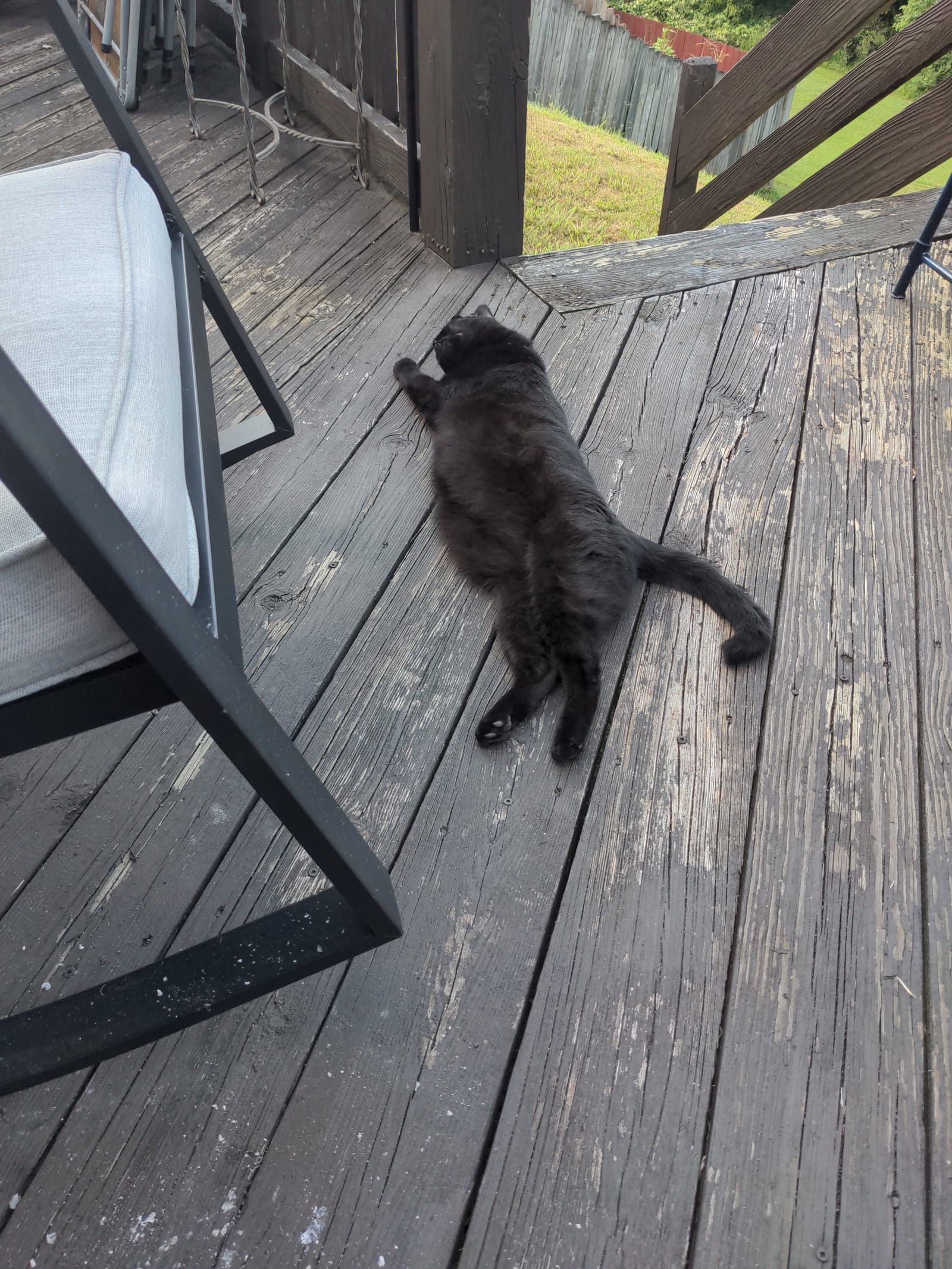 Lily the black cat lays on the back porch with her fat belly showing.