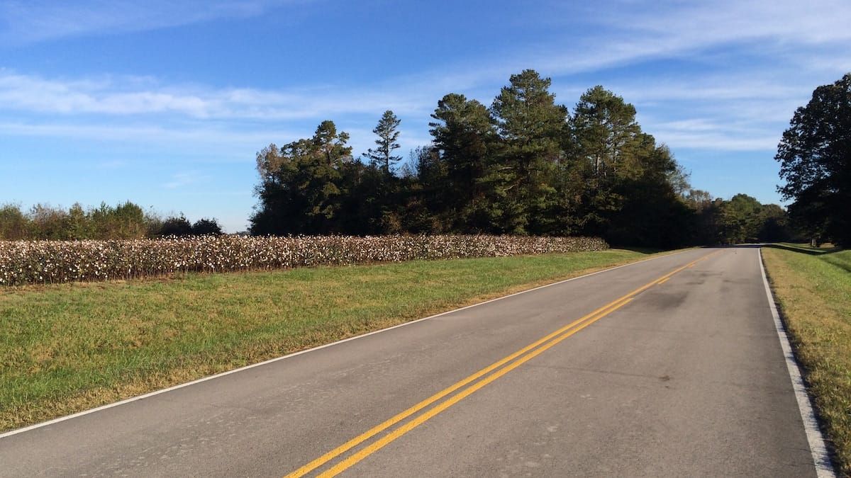 Cotton plants with cotton them from the road side.