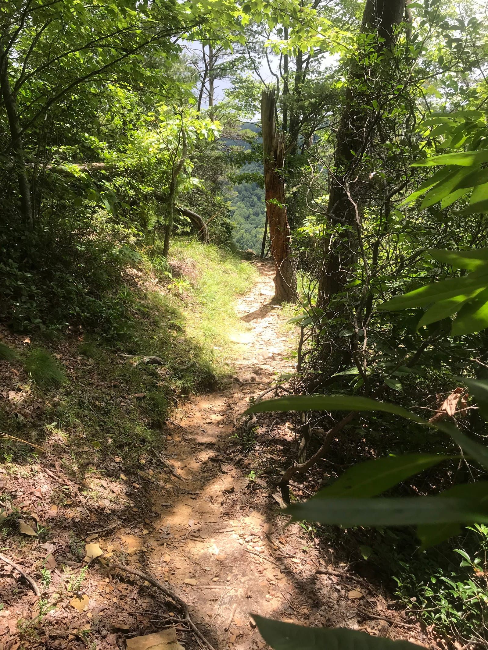 A view of the trail.