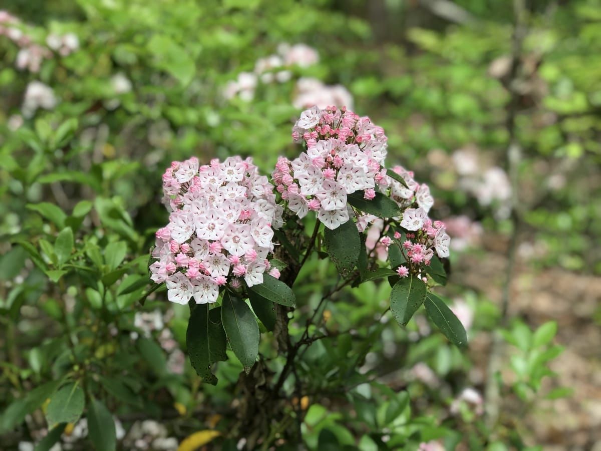 Pink mountain laurel flowers.