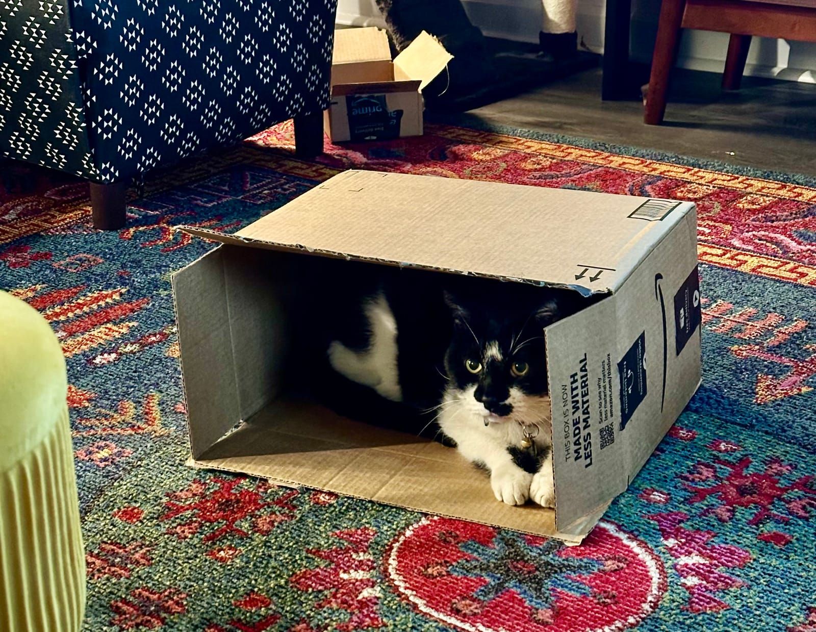 Oliver the tuxedo cat.