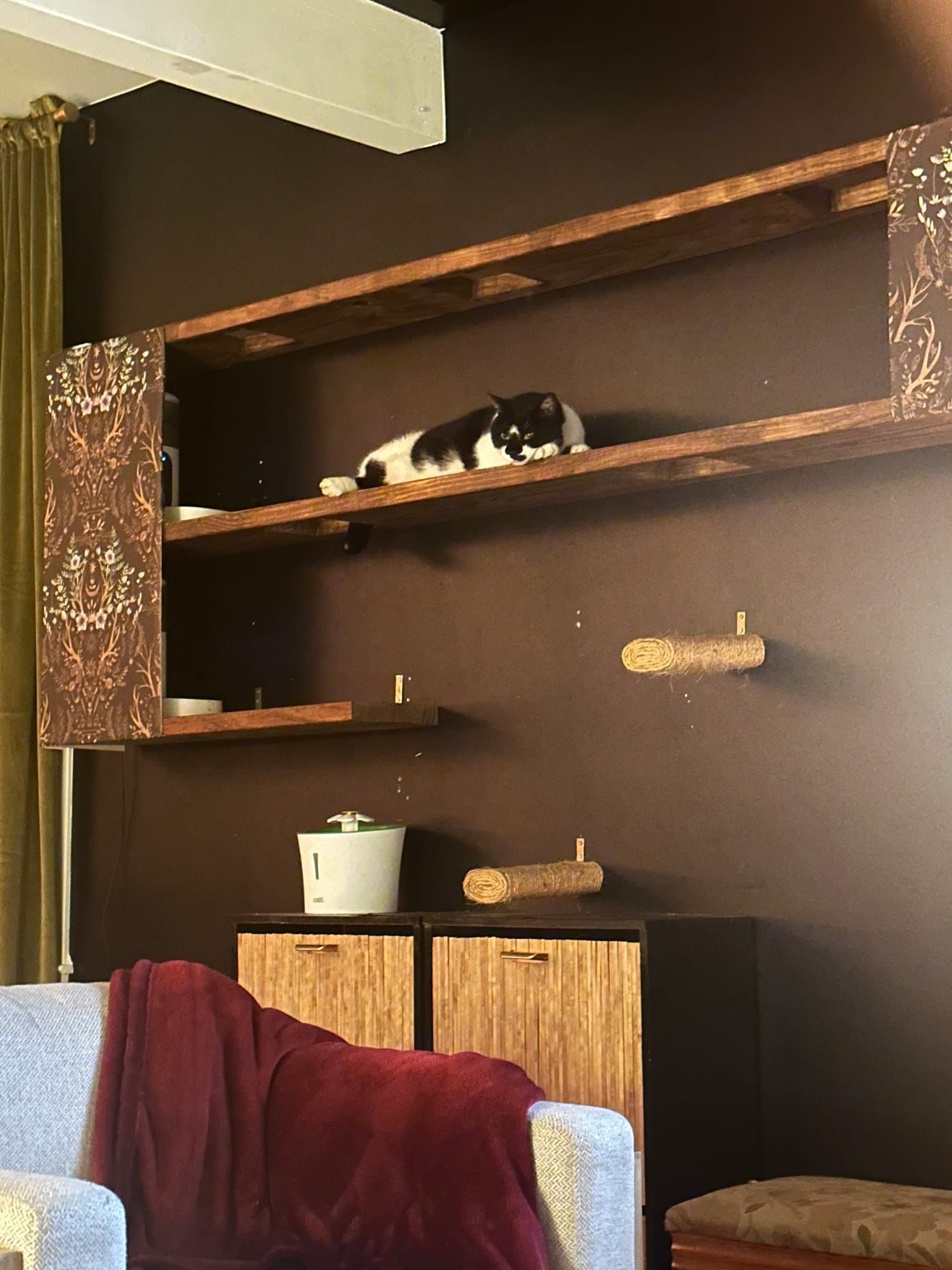 Oliver sleeping on the cat feeder shelves