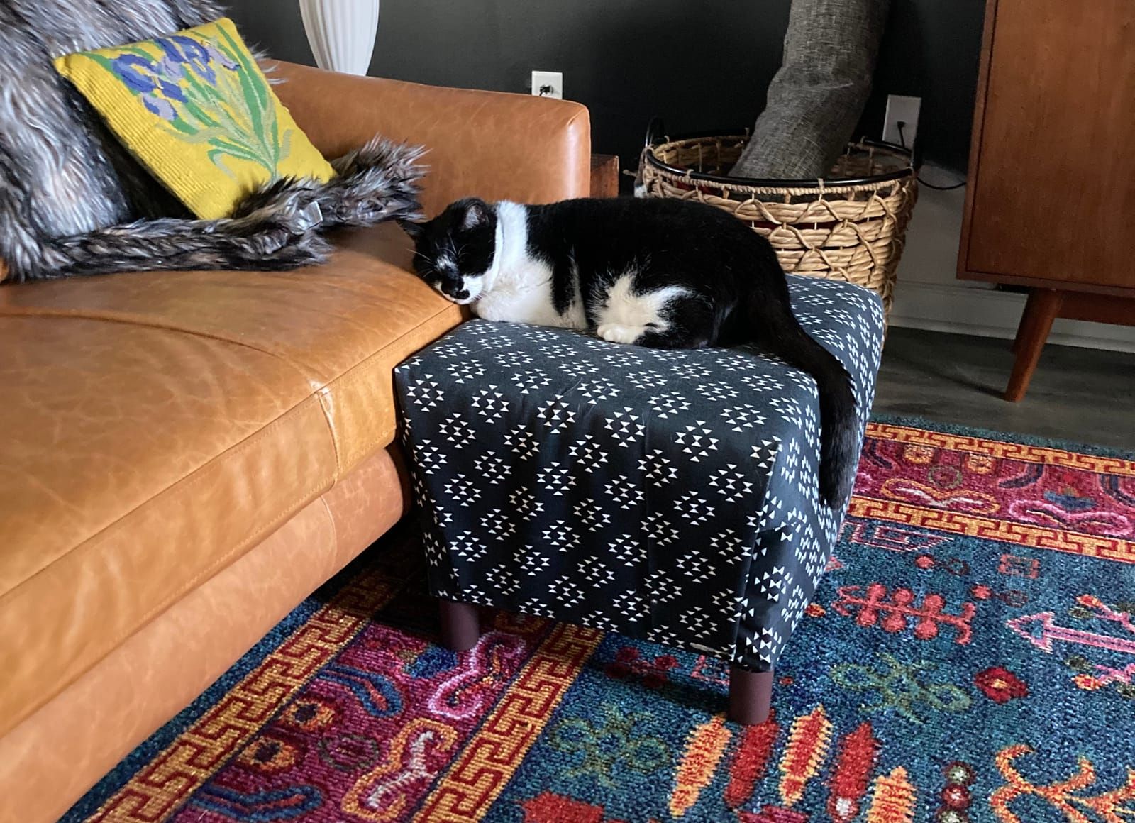 Oliver the tuxedo cat.