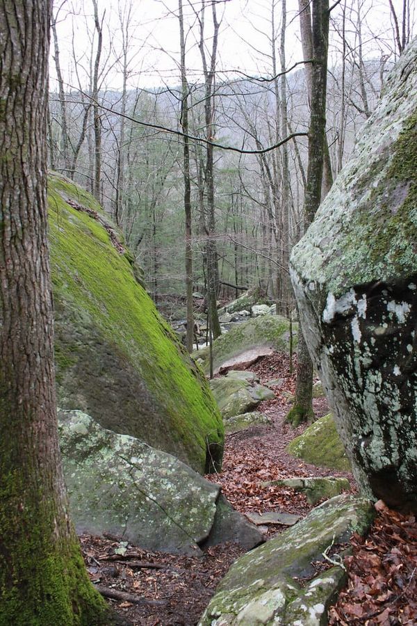 Hiking Laurel-Snow