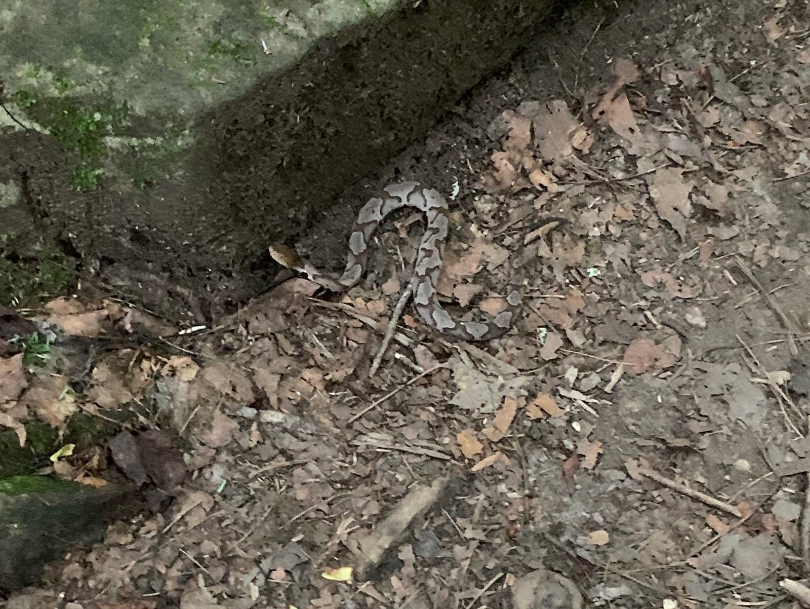 A photo of a juvenile copperhead.