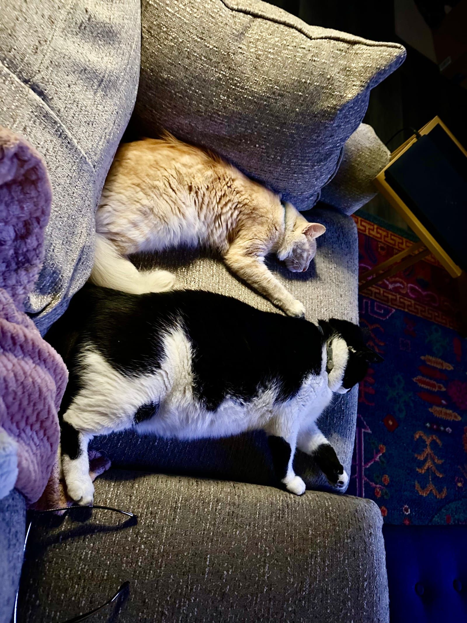 Oliver and mac asleep on the sofa.