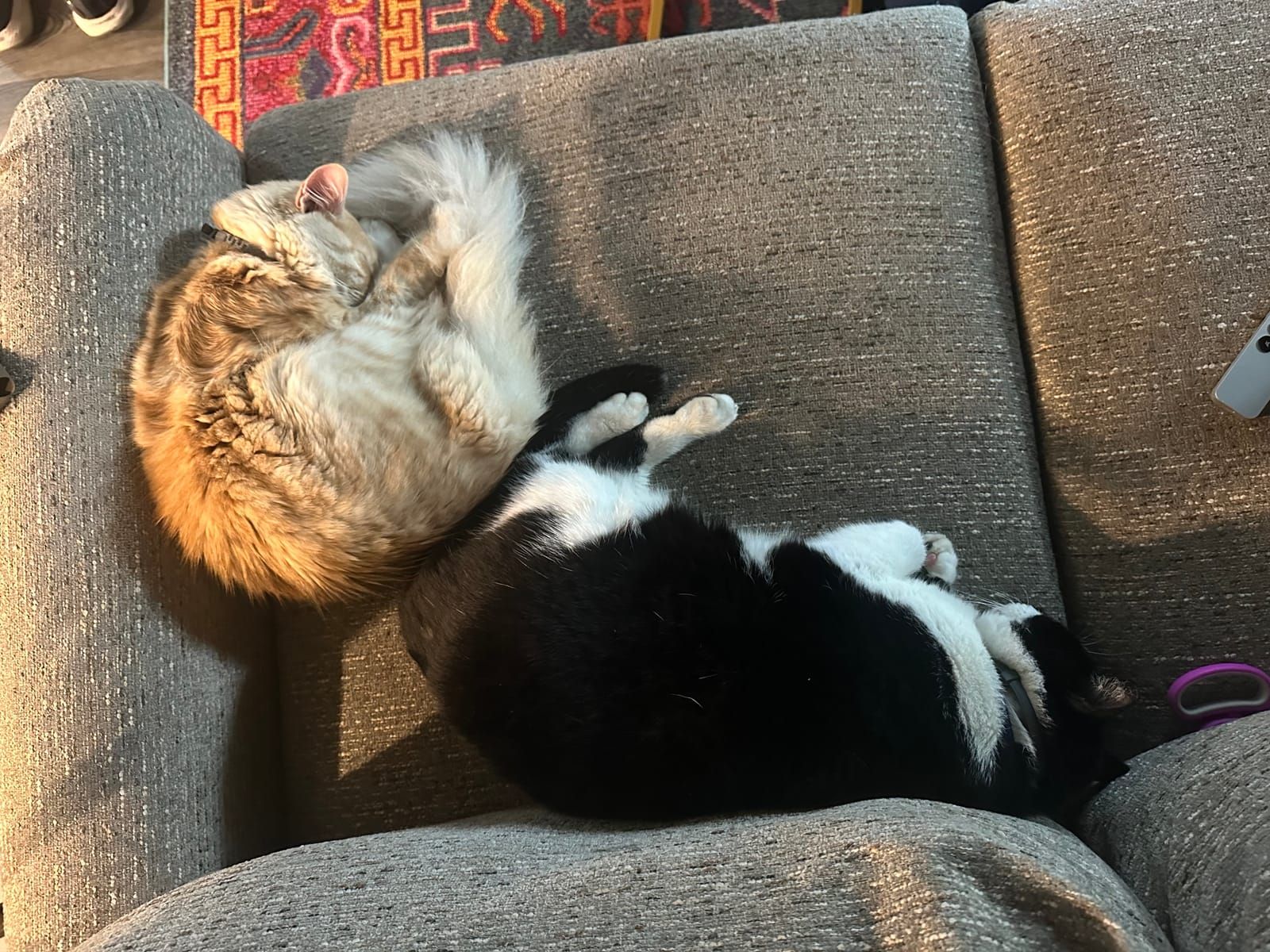 Oliver the tuxedo cat.