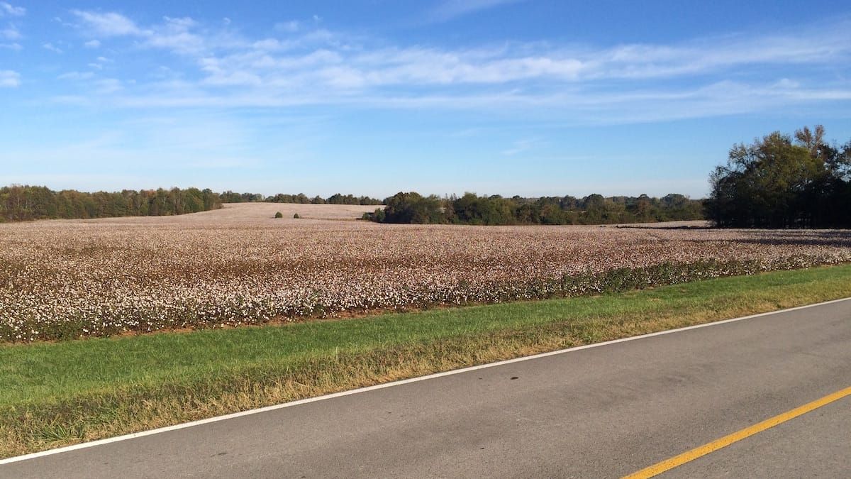 Cotton field from the road side.