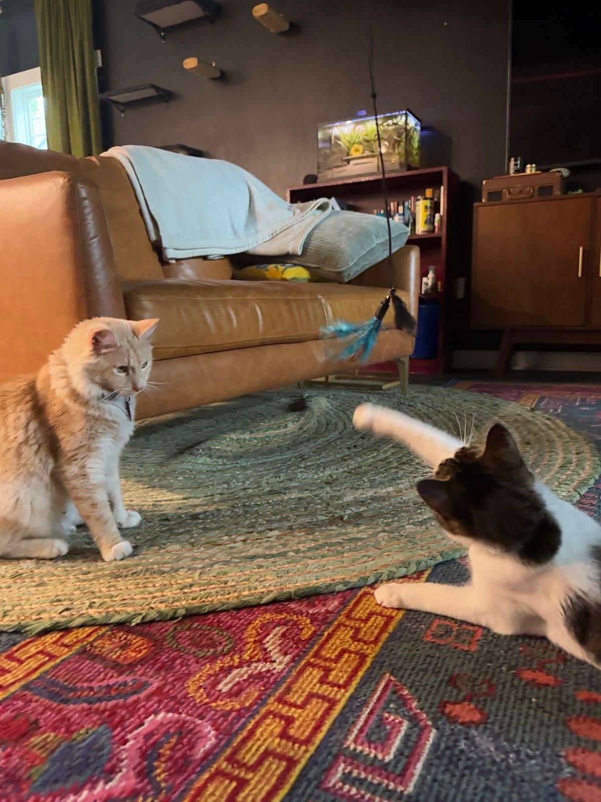 Mac and Polly playing together on the living room rug