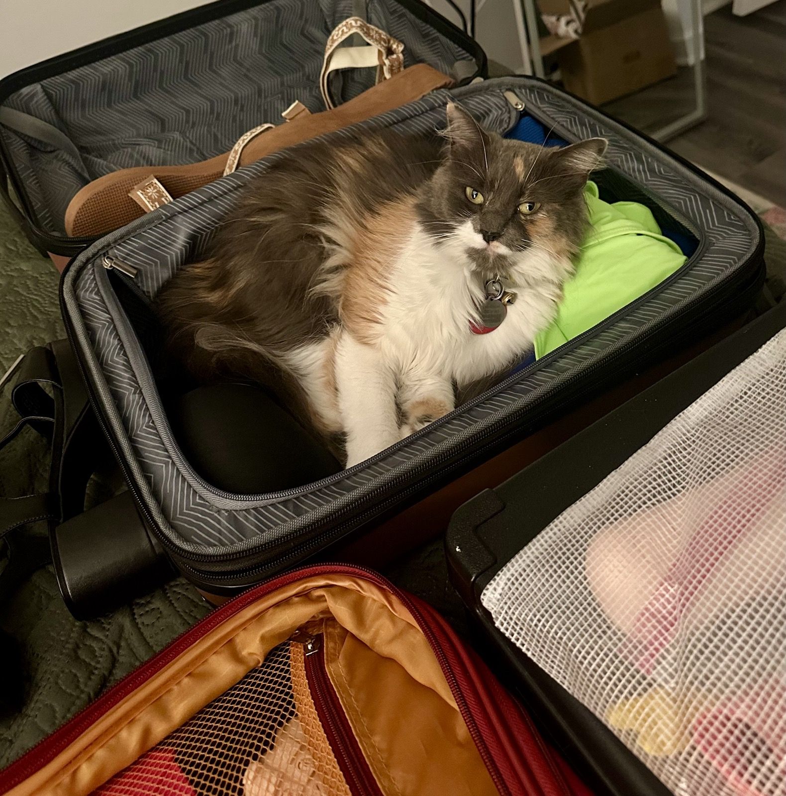 Polly settled into an open suitcase among the packed clothes
