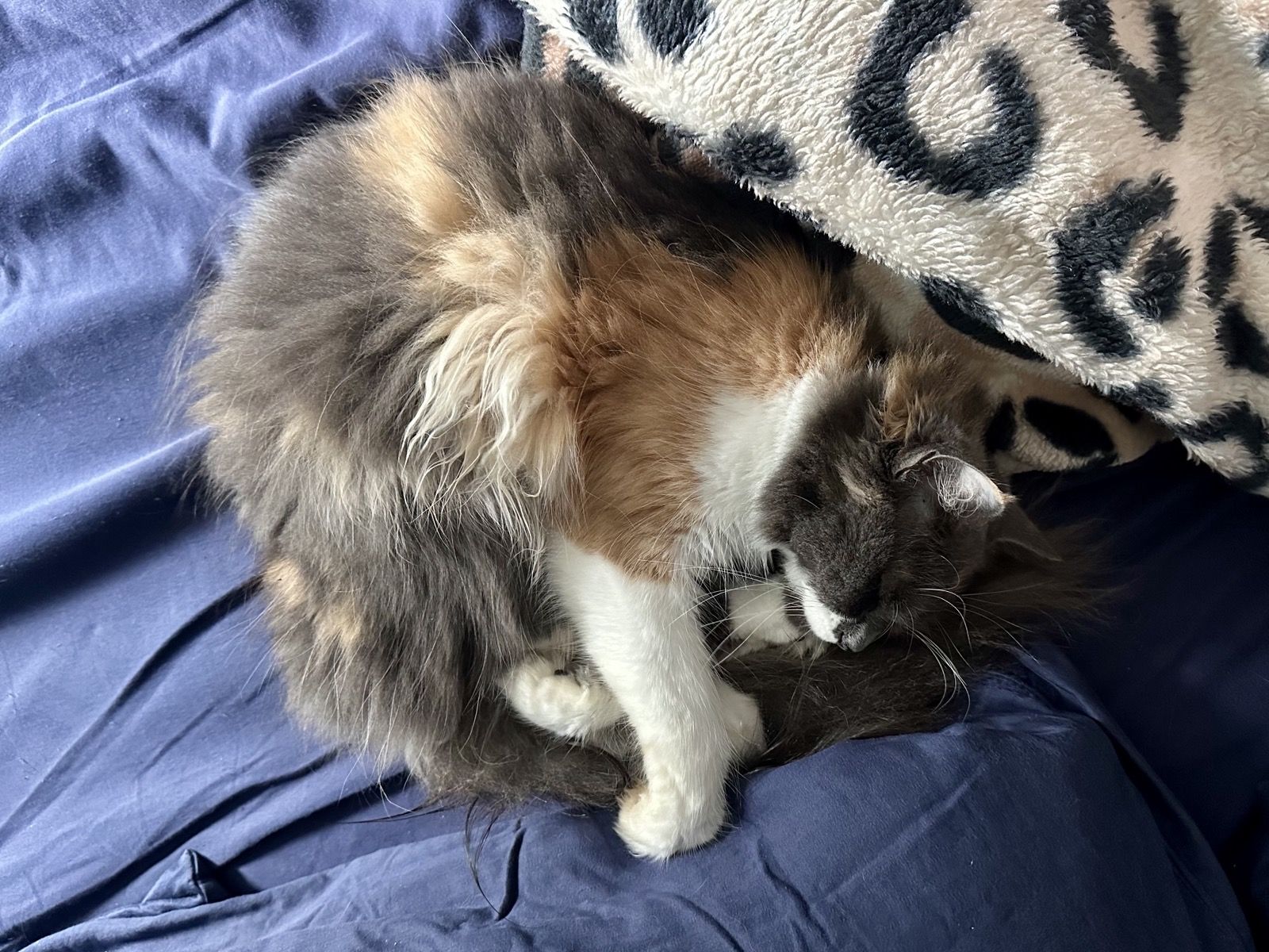 Polly curled into a ball sleeping on navy blue sheets