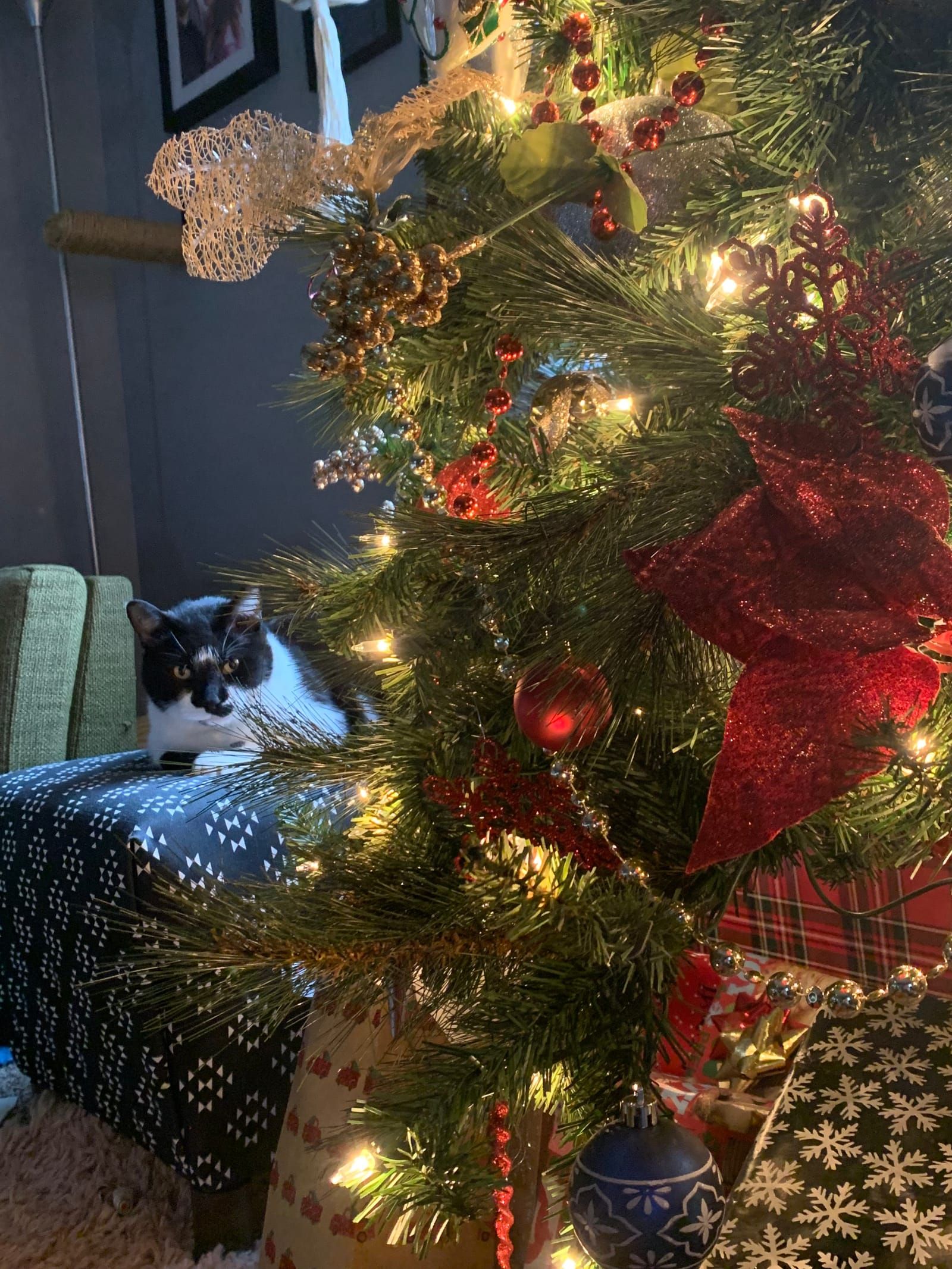 Oliver the tuxedo cat.