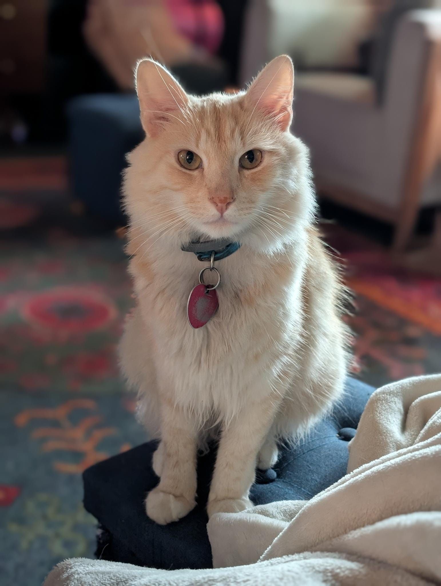 Mac sitting upright on a blanket, looking directly at the camera with his collar and tag visible