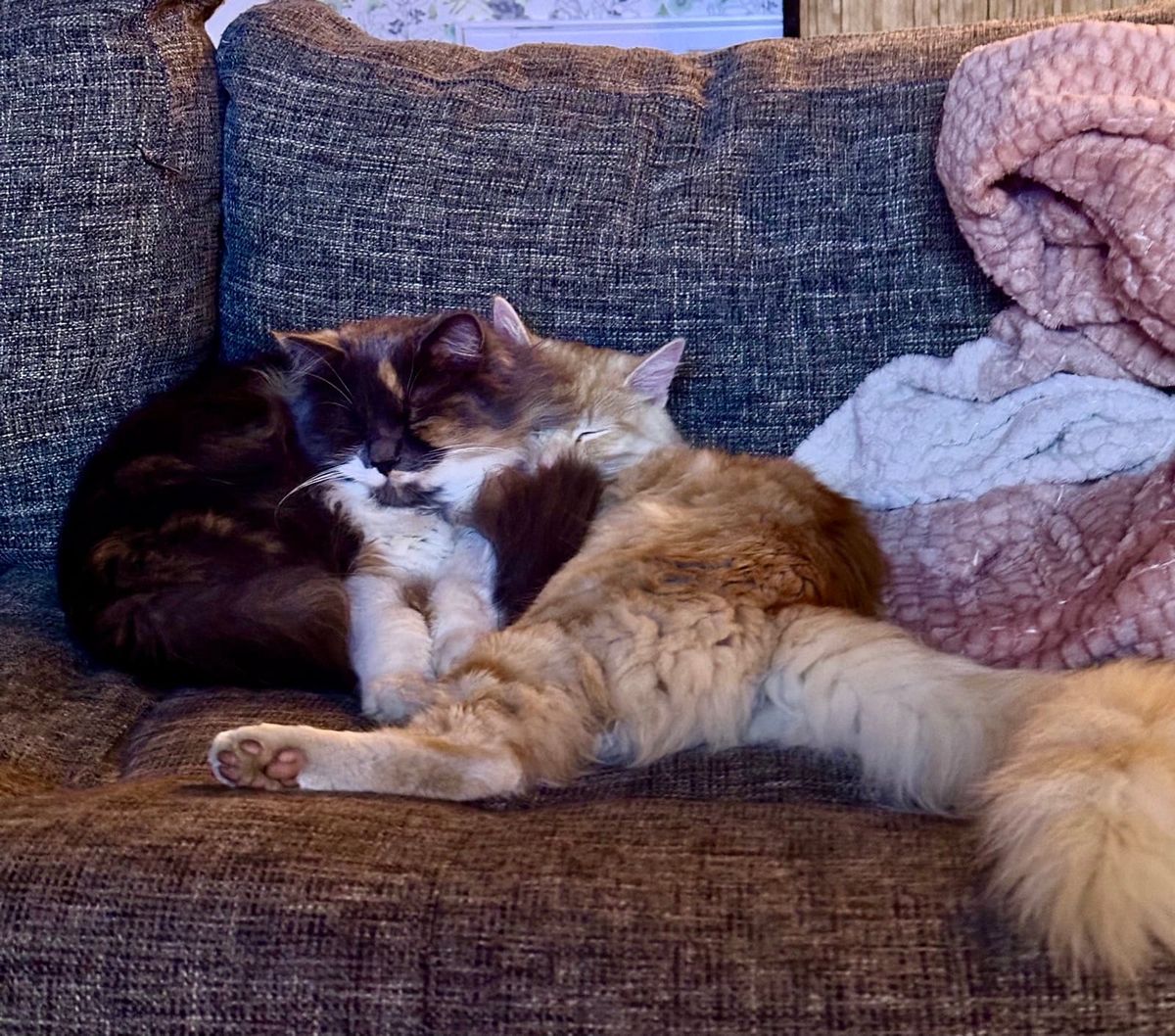 Mac and Linus cuddled together napping on the couch