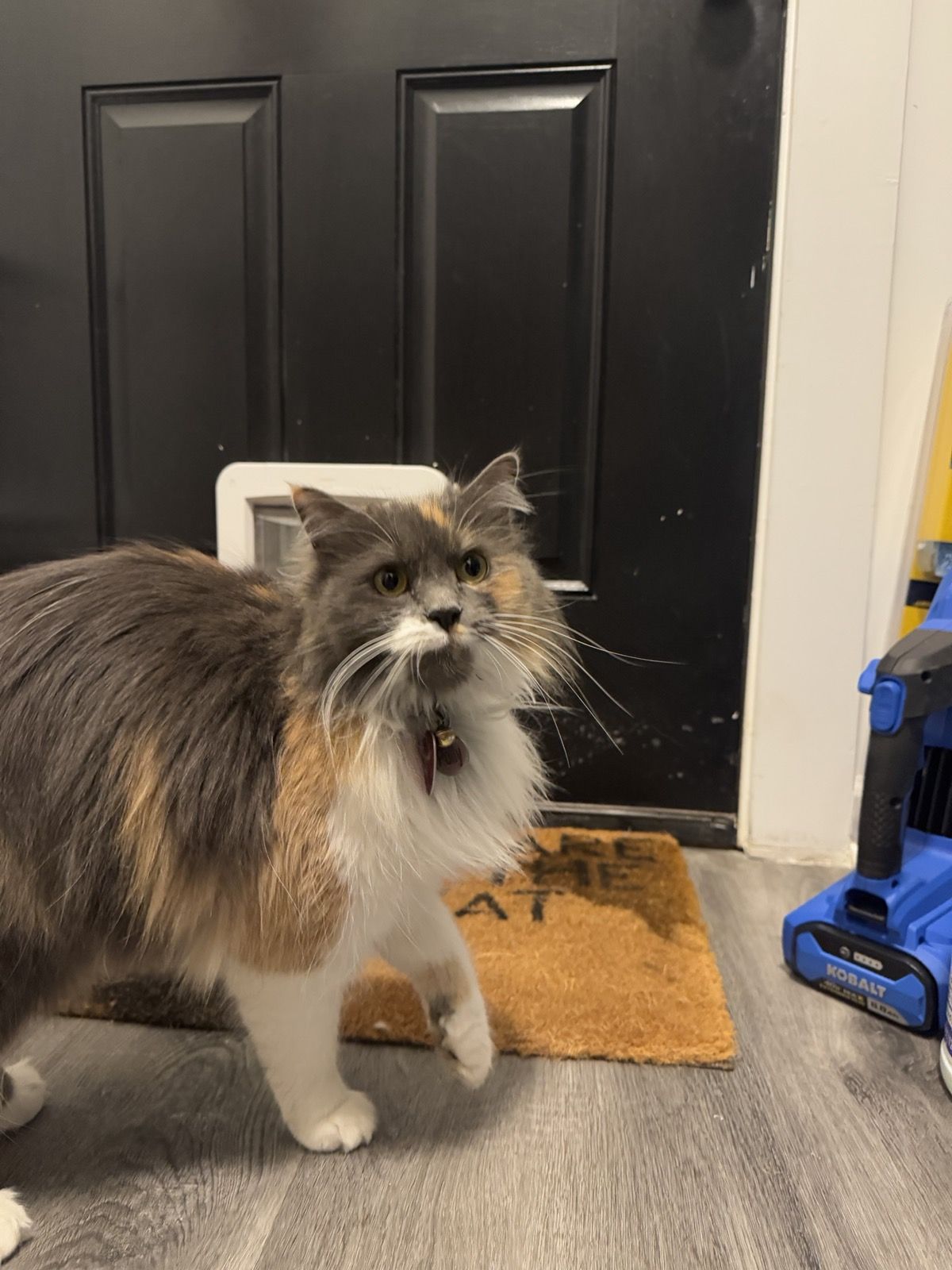 Polly by the cat door with wide eyes and her signature RBF