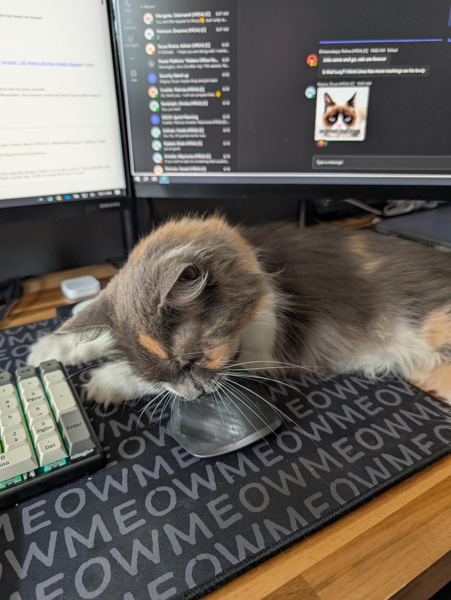Polly napping on Mike's desk on a MEOW mousepad, paw resting on the mouse