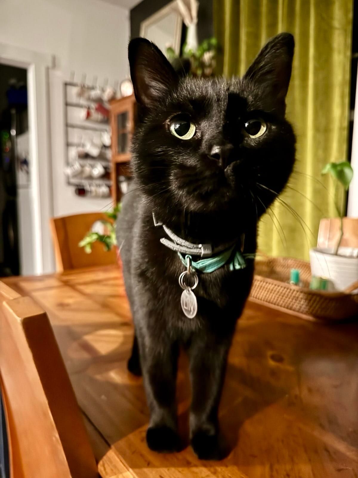 Lily the black cat stands on the kitchen table, looking up expectantly.
