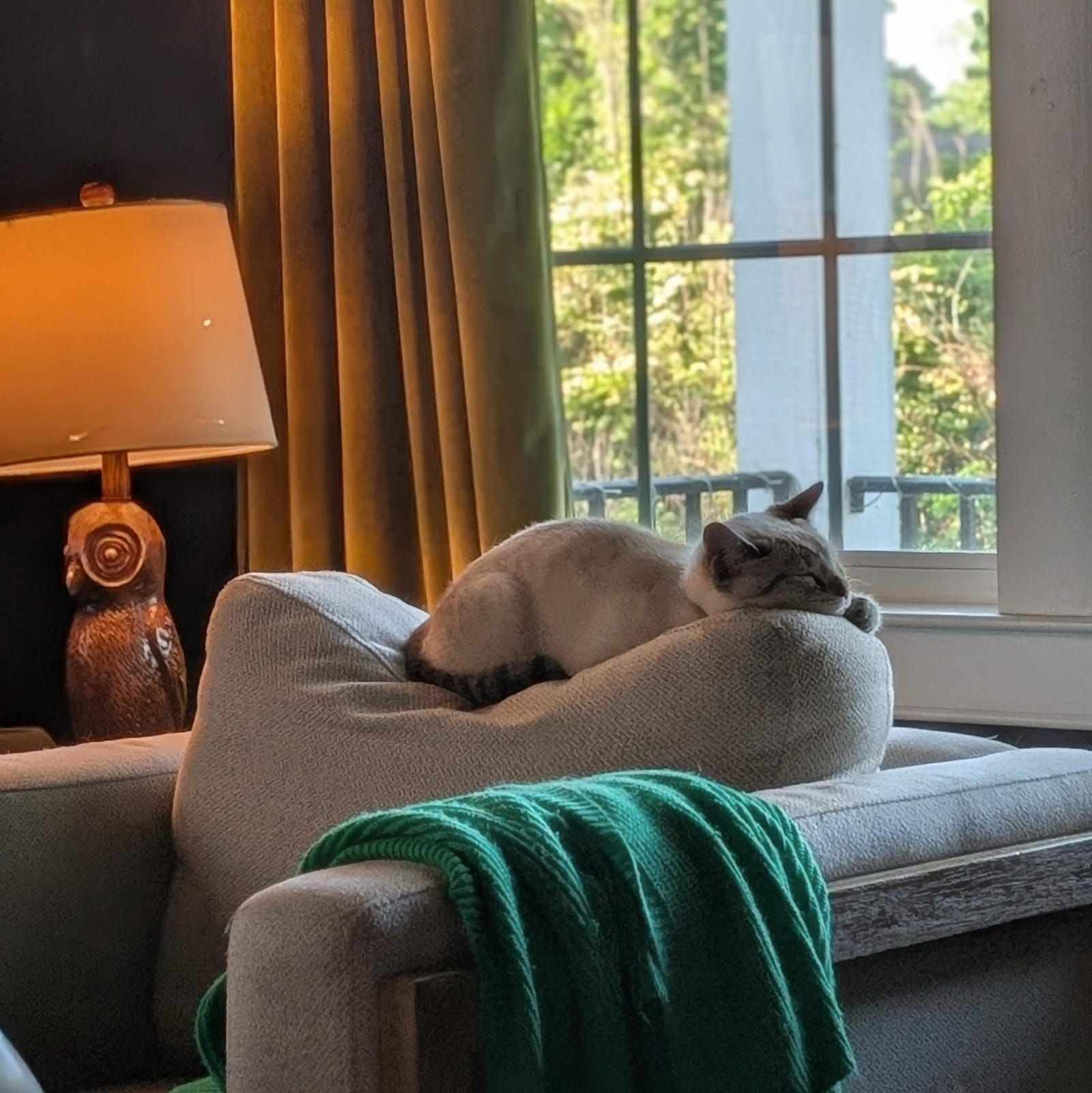 A cat with dark and light colored fur lounges on a beige armchair near a window with a green sweater. The room features warm green curtains, an owl-shaped lapm, and natural light streaming in from the windows overlooking greenery outside.