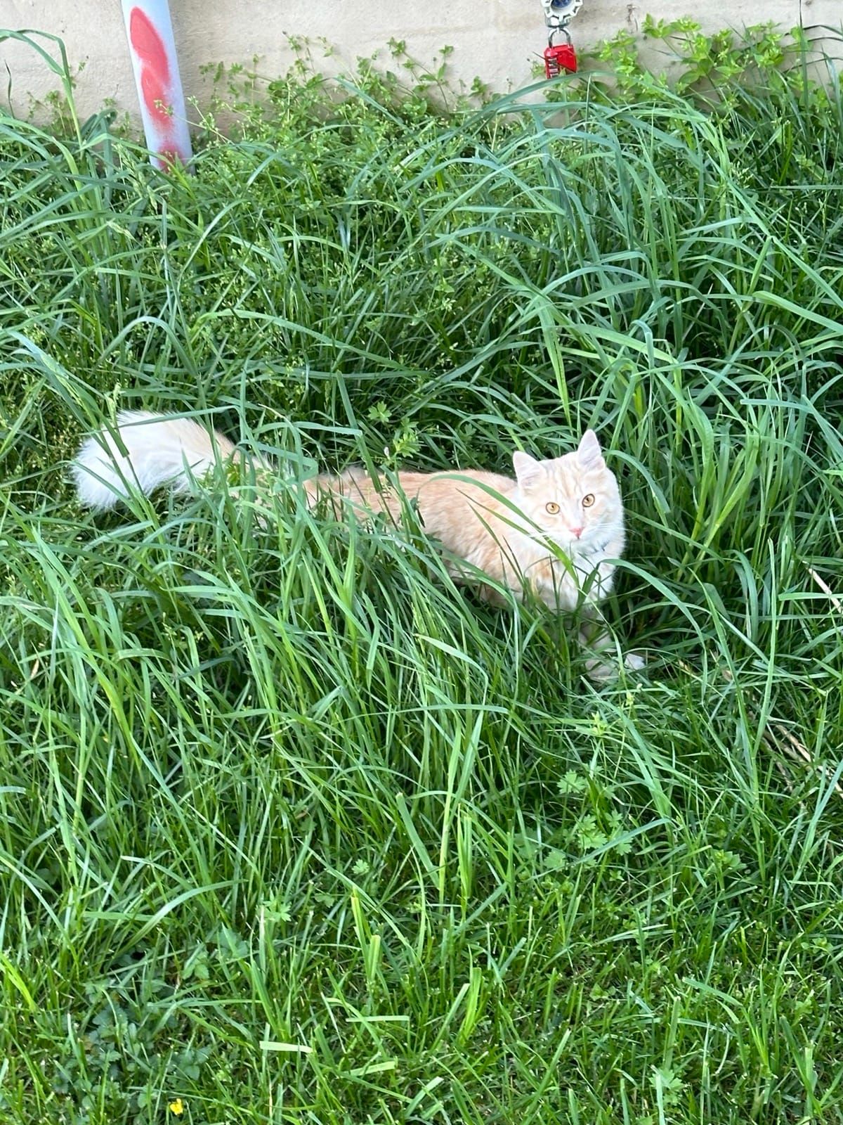 Mac hiding in tall grass in the yard, peeking out at the camera