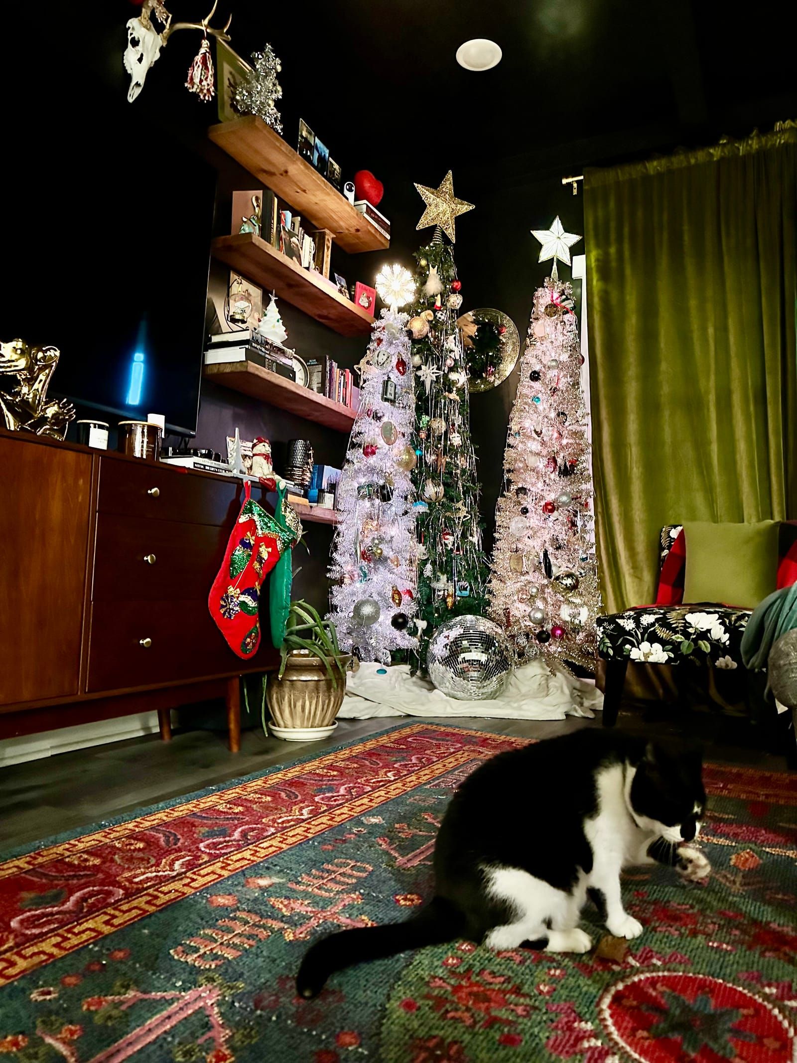 Oliver the tuxedo cat.