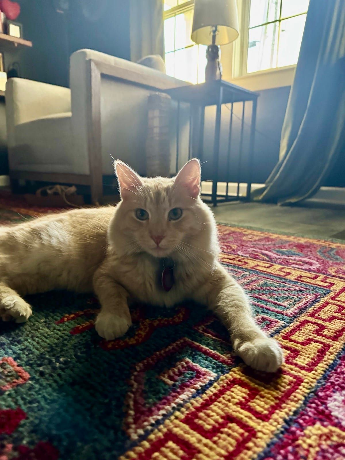 Mac lying on a colorful rug in the sunlight, looking regal