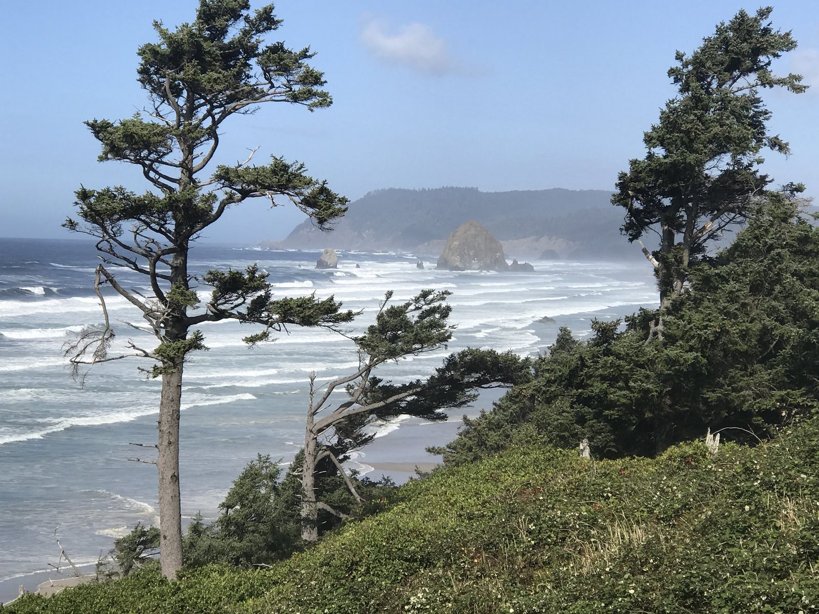 Sunny beach photo of the Goonies rock on Cannon Beach with a wind swept evergreen tree in the foreground.