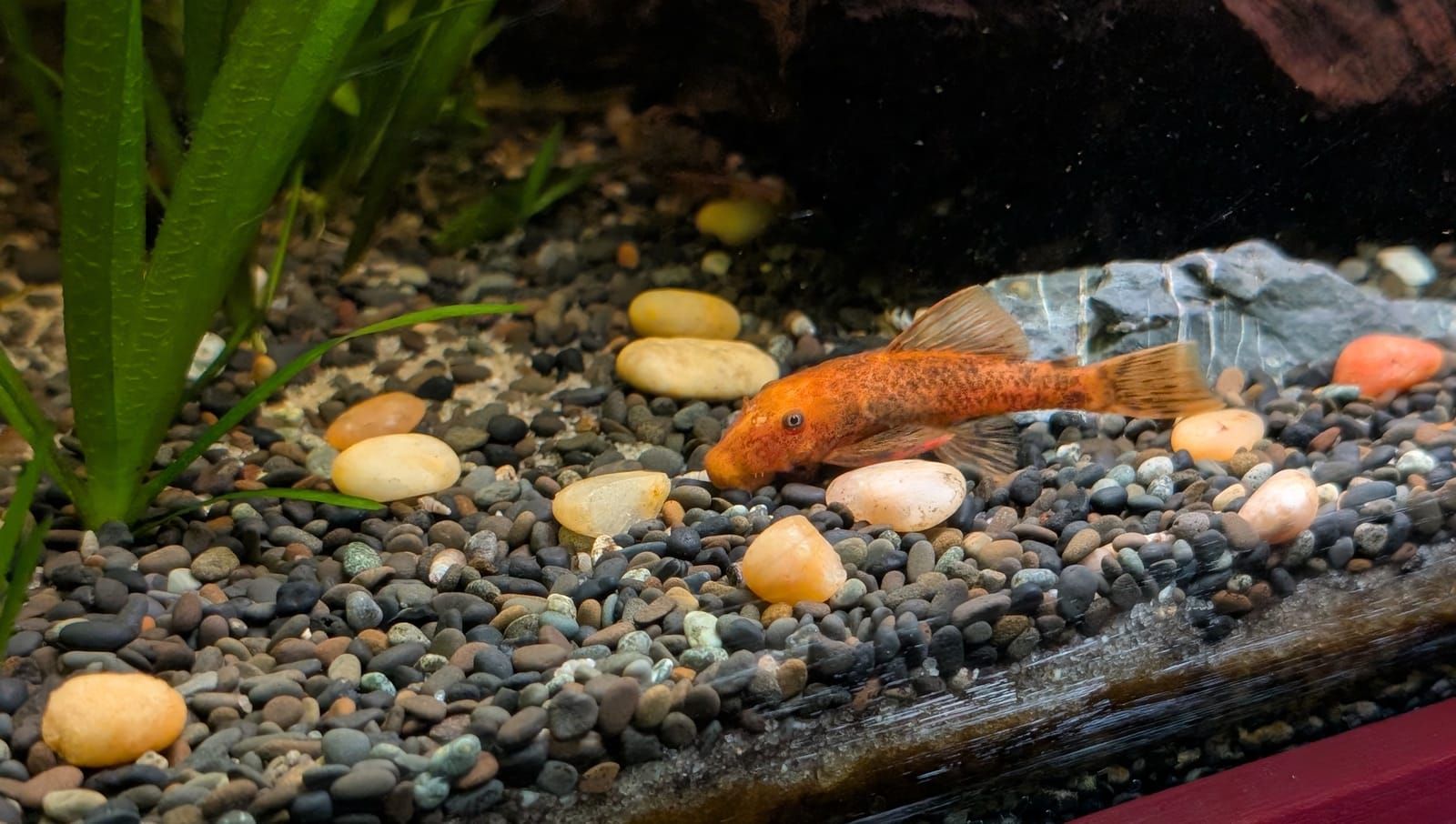 An orange and brown pleco catfish forages along the gravelly bottom of an aquarium, with aquatic plants, driftwood, and scattered pebbles visible in the tank.