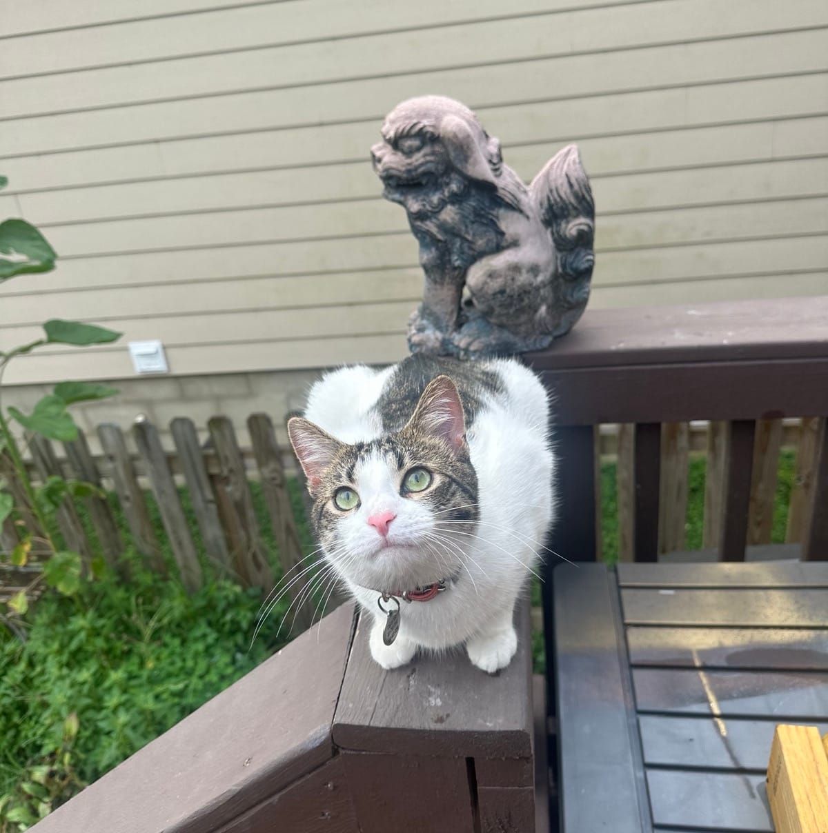 A black and white cat with green eyes sits on a dark wooden railing, looking directly at the camera. Behind the cat is a stone statue of a sitting dog or lion figure, with a house and wooden fence visible in the background.