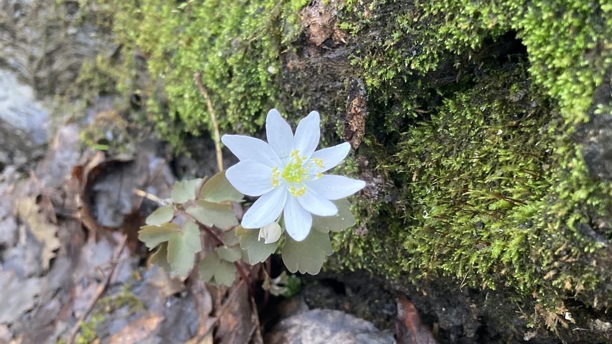 Small white flower.