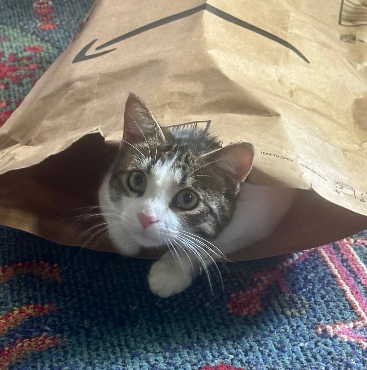 A tabby and white cat with wide eyes peers out from inside a paper bag on a colorful rug, looking directly at the camera.
