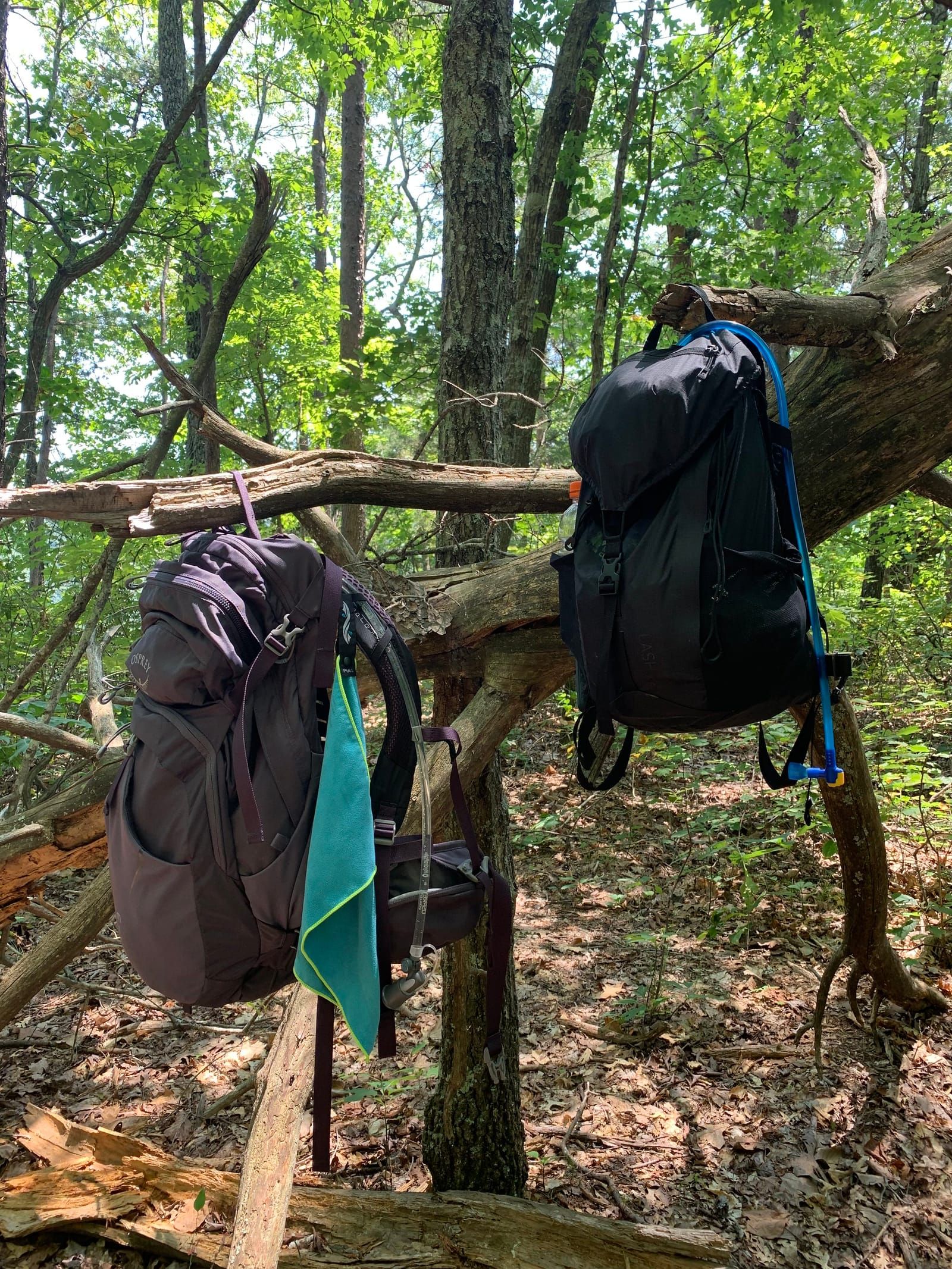 Two backpacks hanging from a tree.