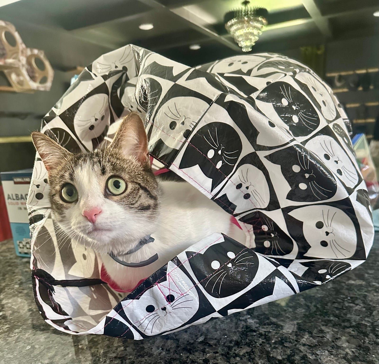 A tabby and white cat wearing a black and white patterned outfit decorated with cat face designs, sitting indoors on what appears to be a counter or table with a chandelier and elegant décor visible in the background.