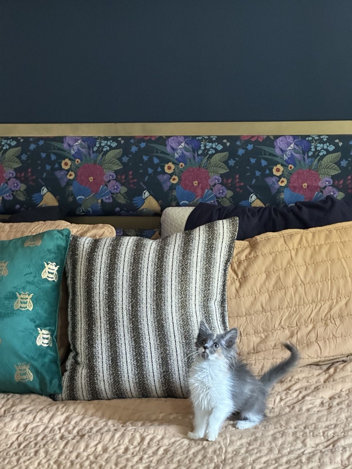 Tiny kitten Polly on the bed, dwarfed by decorative pillows