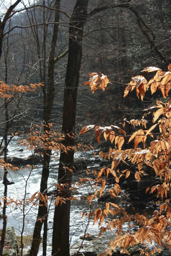 Hiking Laurel-Snow