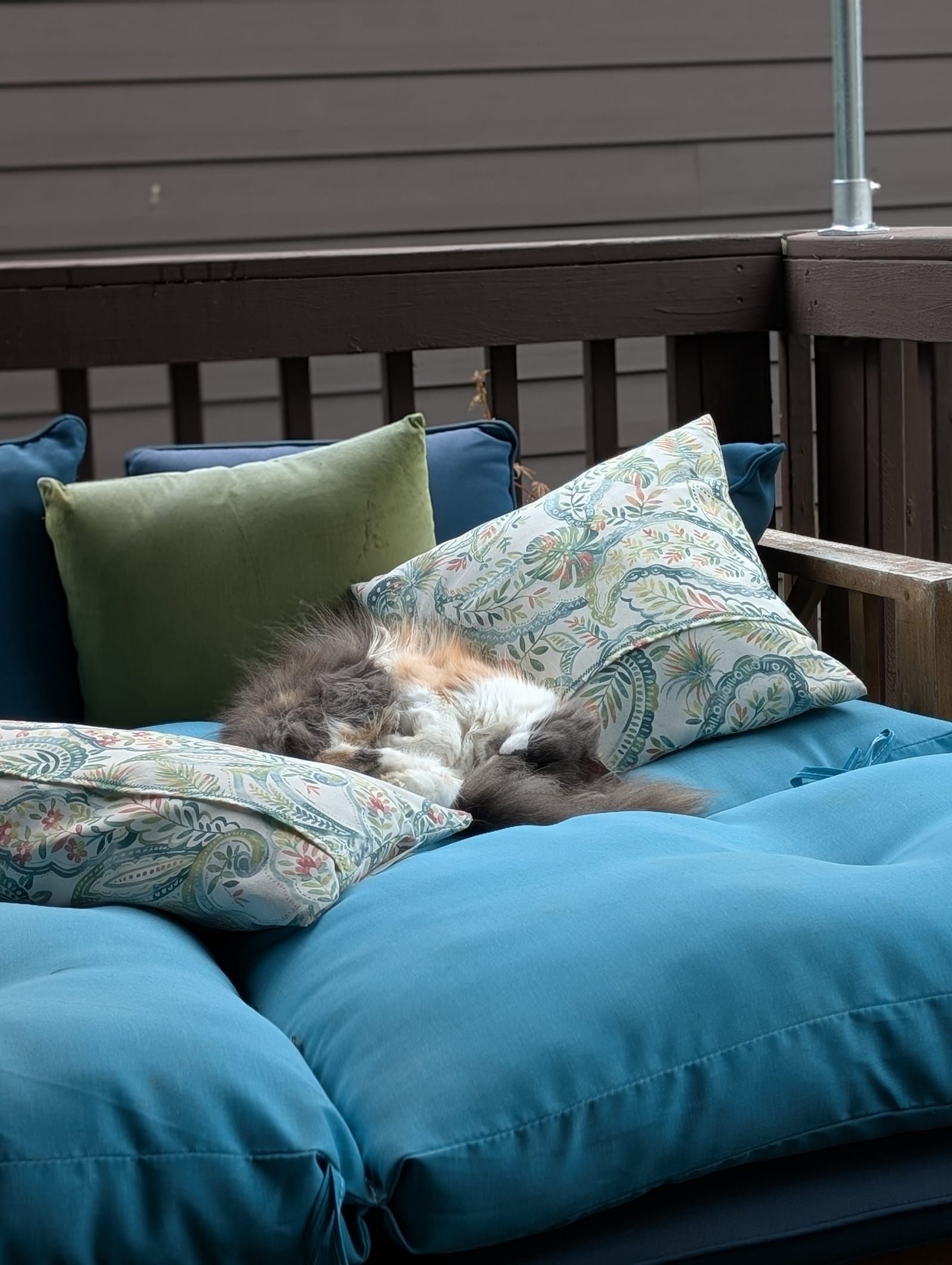 A long-haired cat with gray and white fur lies sleeping on a blue outdoor daybed surrounded by decorative pillows in green and patterned fabrics, with a dark wooden fence and house siding visible in the background.