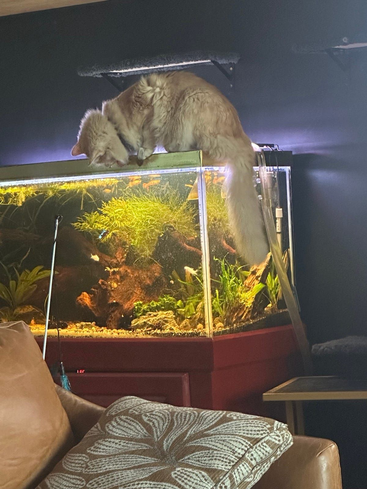 Mac draped over the top of the fish tank, peering inside