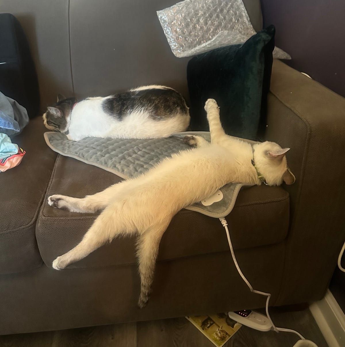 Two cats lounging on a brown couch, with a cream-colored cat stretching in the foreground and a black and white cat resting in the background, surrounded by various items including cushions and electronic cords.